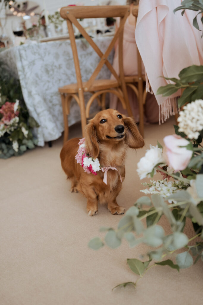 Dachshund with a floral necklace at wedding
